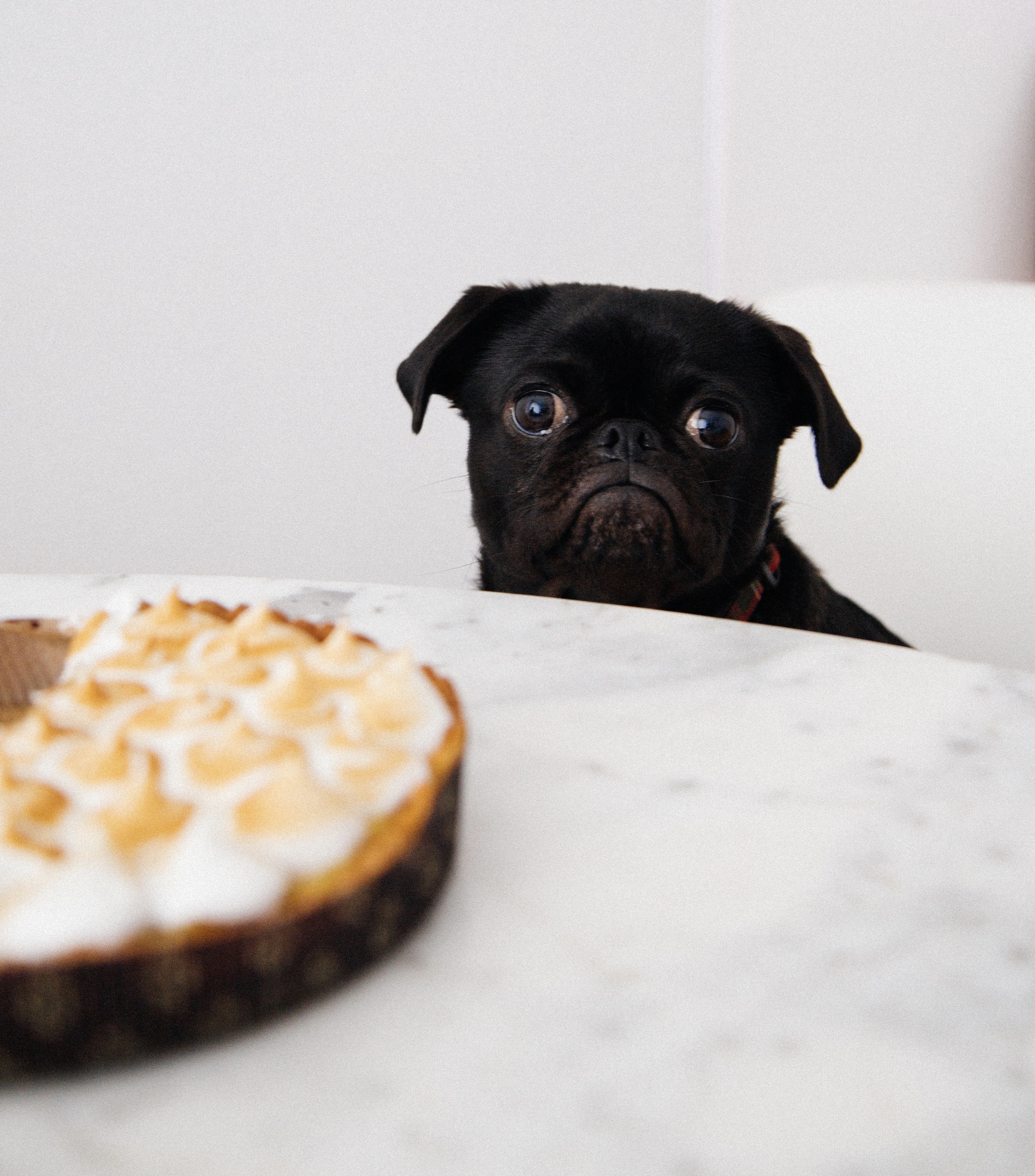 5 Human Foods That Should Not Be Fed To Dogs