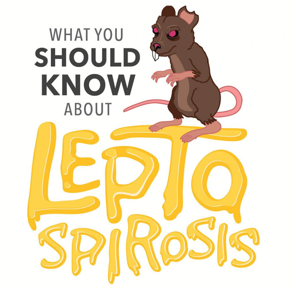 leptospirosis