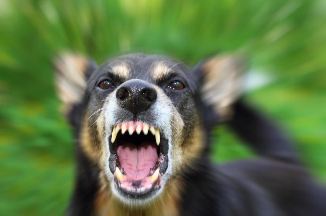 rabies getdoc