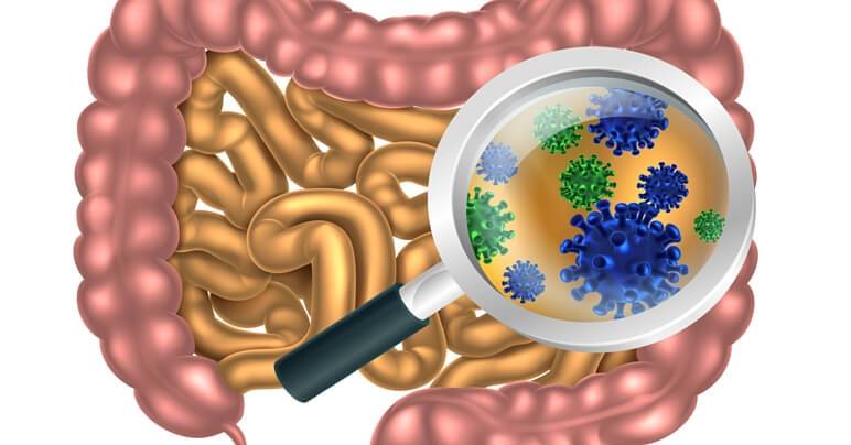 gut health