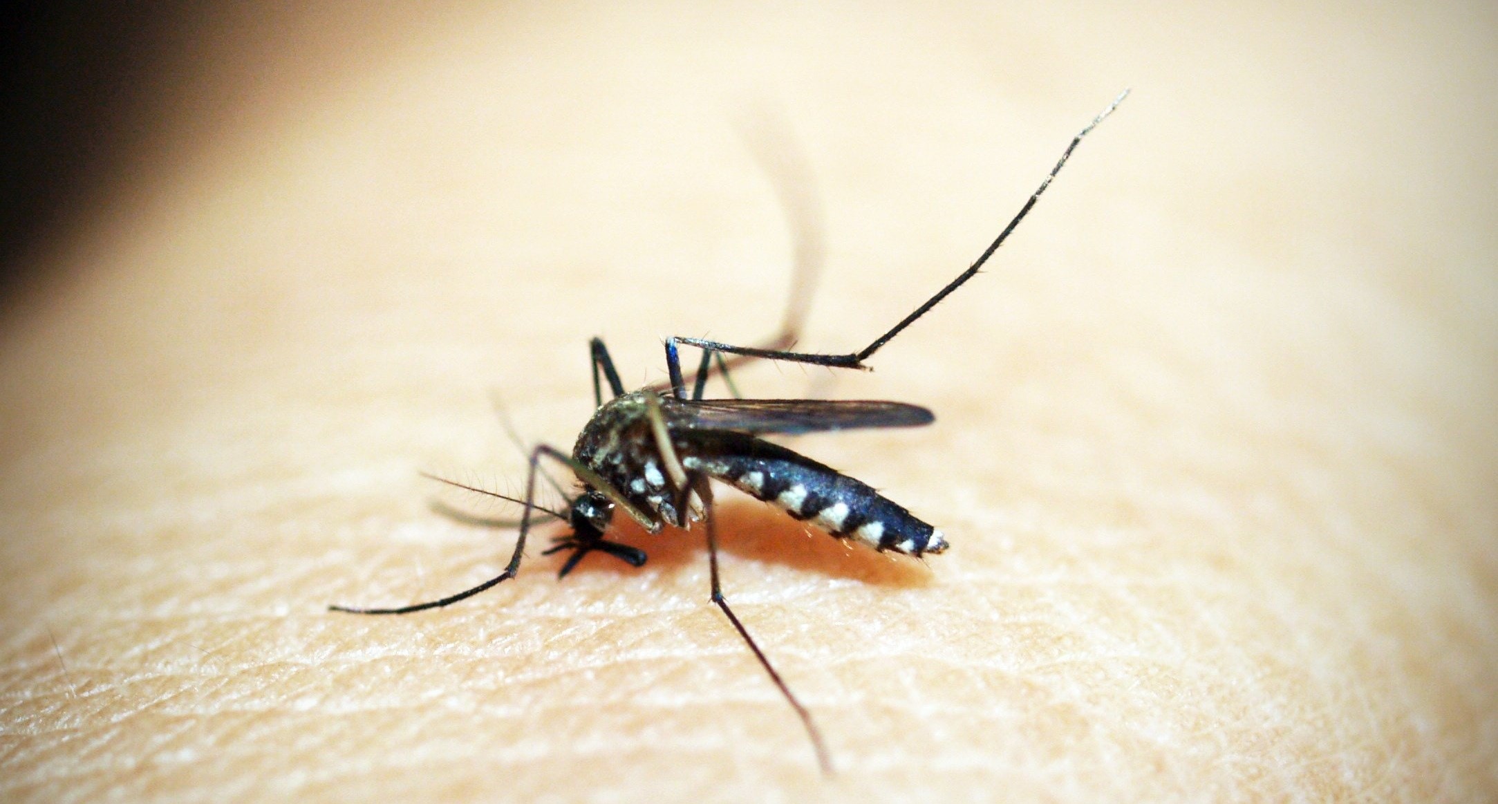 Dengue cases on the rise