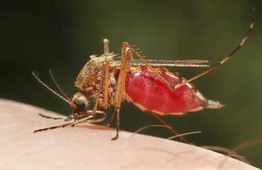 Don’t let Mosquitoes win the War  – 3 Major Breakthroughs on Malaria