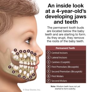 Primary teeth eruption chart 