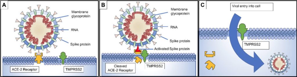 coronavirus COVID-19 SARS-CoV-2 ACE 2 receptor hypertension