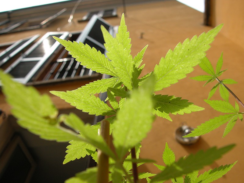 marijuana brain health adolescent teenager