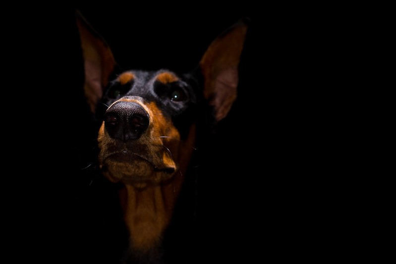 animal rabies infection human dog