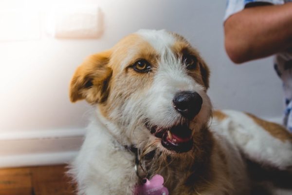 What is Rabies in Dogs? Is it Dangerous to Humans? | GetDocSays